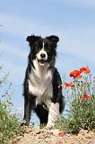 BORDER COLLIE 421